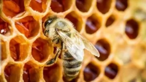 Apa Itu Propolis? Bahan Sarang Lebah Alami Bagus Untuk Kecantikan.